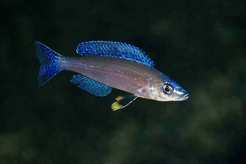 Cyprichromis leptosoma 'Kambwimba'